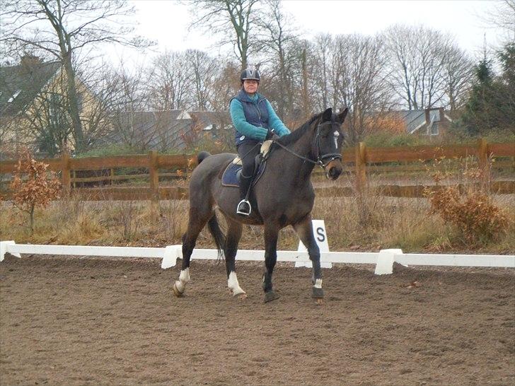 Schweres Warmblut Lorenzo - Træning udenfor. billede 2