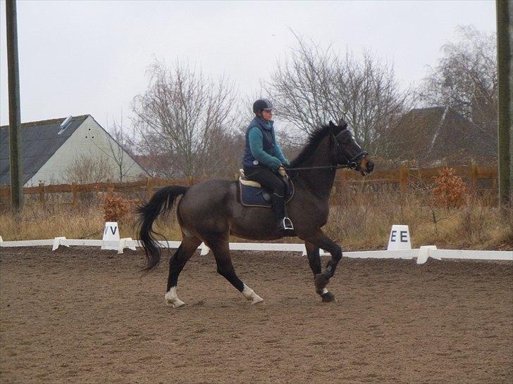 Schweres Warmblut Lorenzo - mig og lollo billede 3