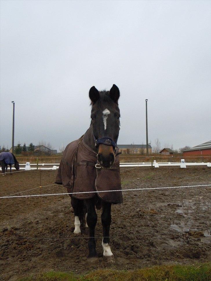 Schweres Warmblut Lorenzo - Hygger på folden.. billede 4