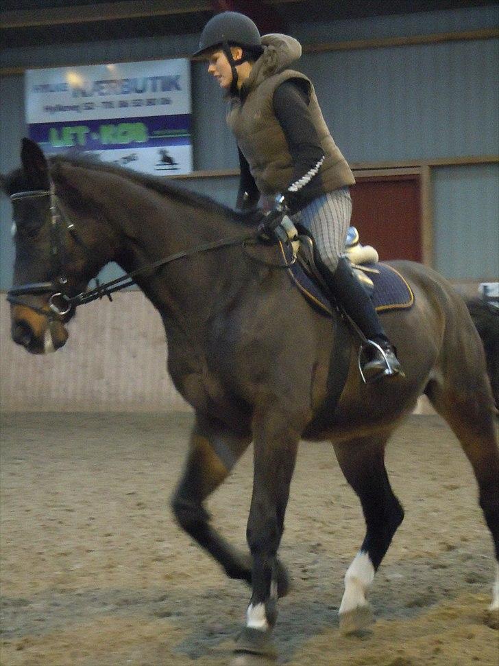 Schweres Warmblut Lorenzo - Line og prinsen billede 5