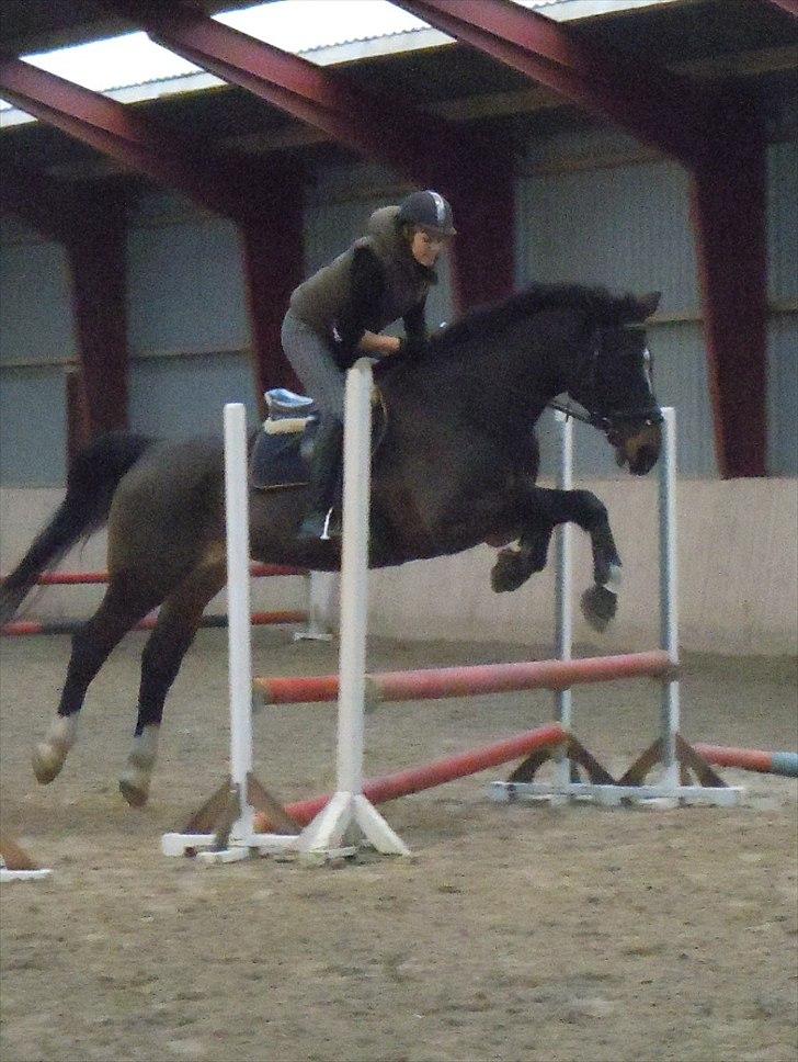 Schweres Warmblut Lorenzo - line springer på ham billede 6