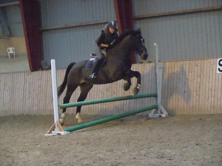 Schweres Warmblut Lorenzo - igen billede 7