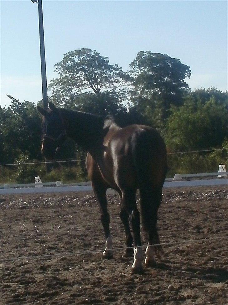 Schweres Warmblut Lorenzo - Hey Smukke!! billede 9