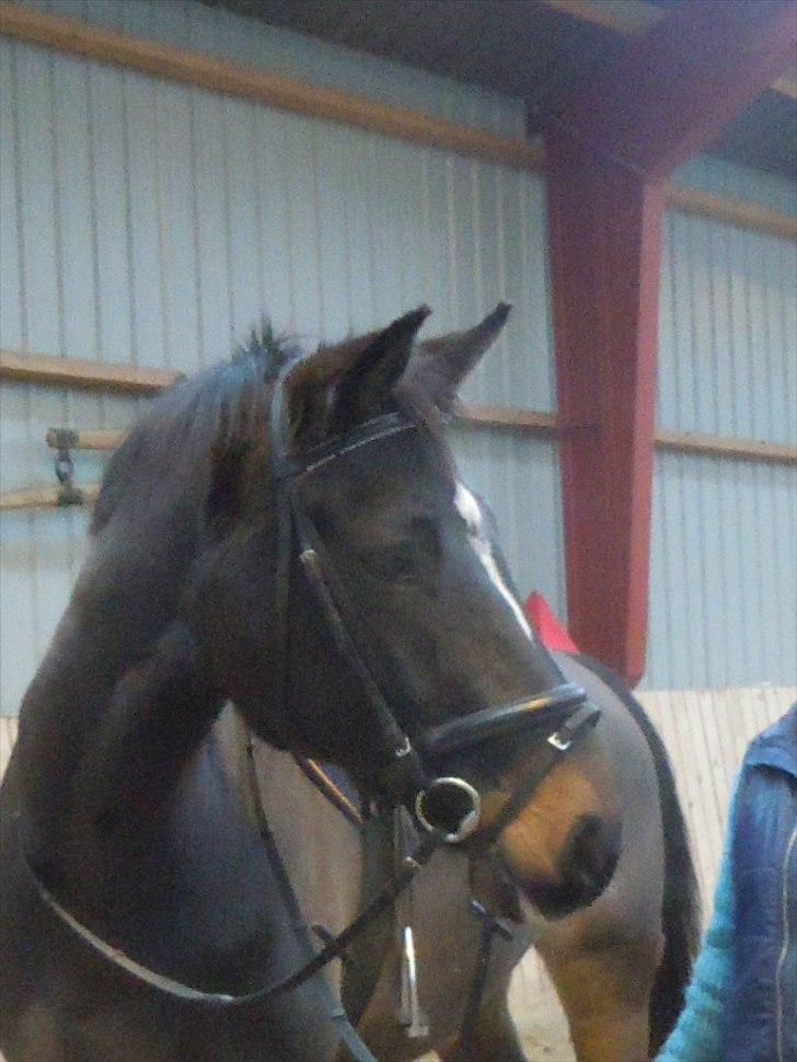 Schweres Warmblut Lorenzo billede 11