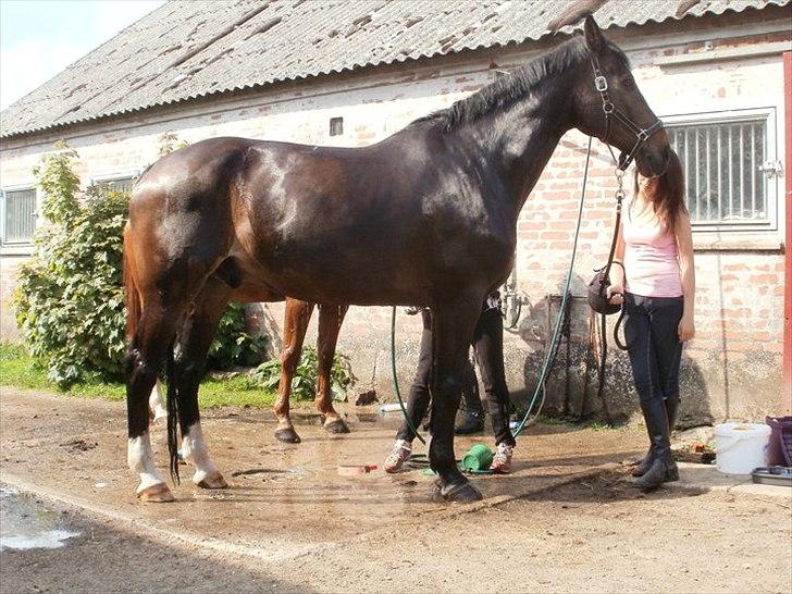 Schweres Warmblut Lorenzo - Store vaskedag.. Han nød det.. billede 13