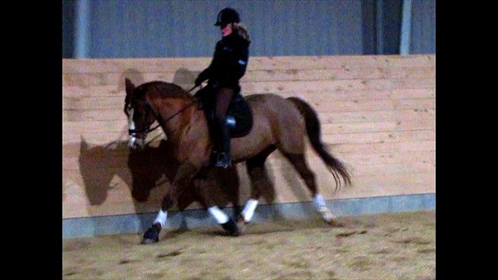 DSP Oscar - Dressur undervisning, 30 november billede 15