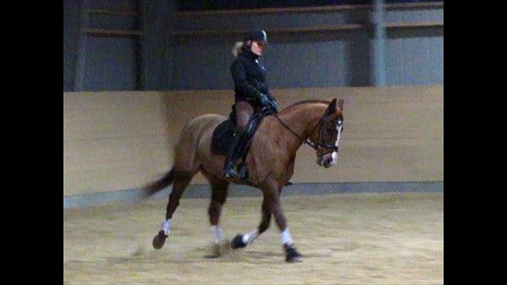 DSP Oscar - Dressur undervisning, 30 november billede 16