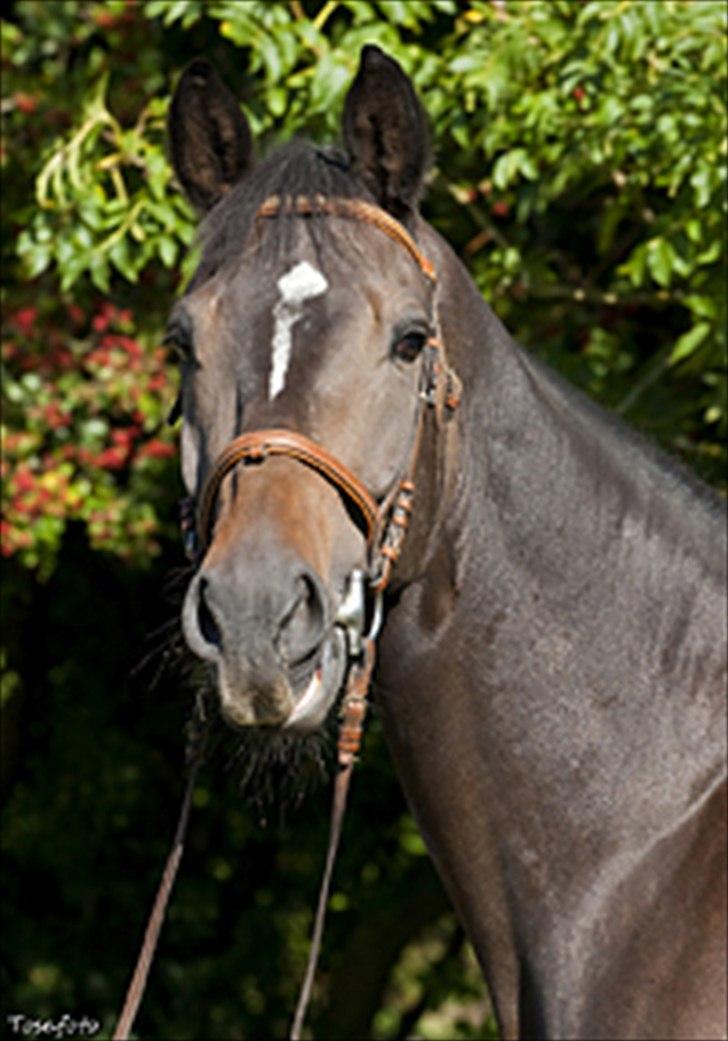 Schweres Warmblut Lorenzo - Han´s profil-billede på Hyor.dk billede 14