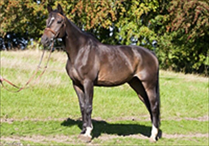 Schweres Warmblut Lorenzo - Også et profil-billede. billede 15