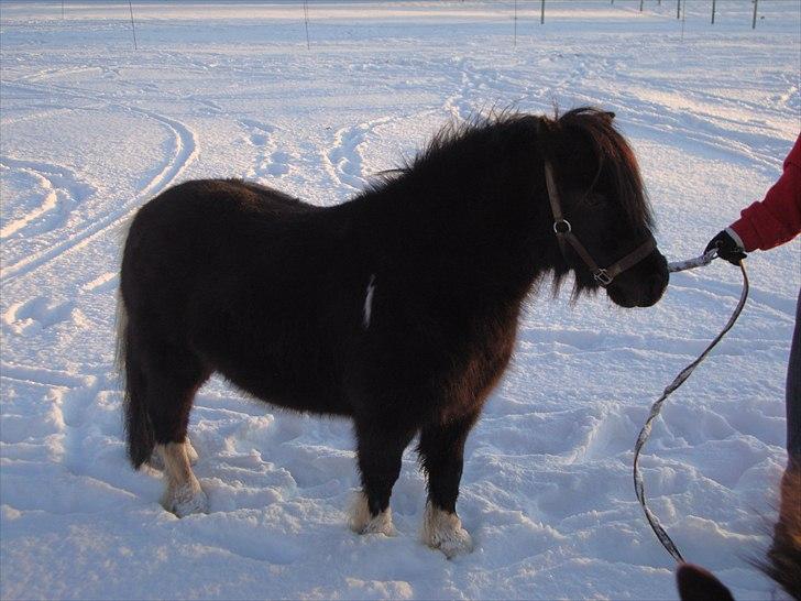 Shetlænder Thor (R.I.P) billede 4