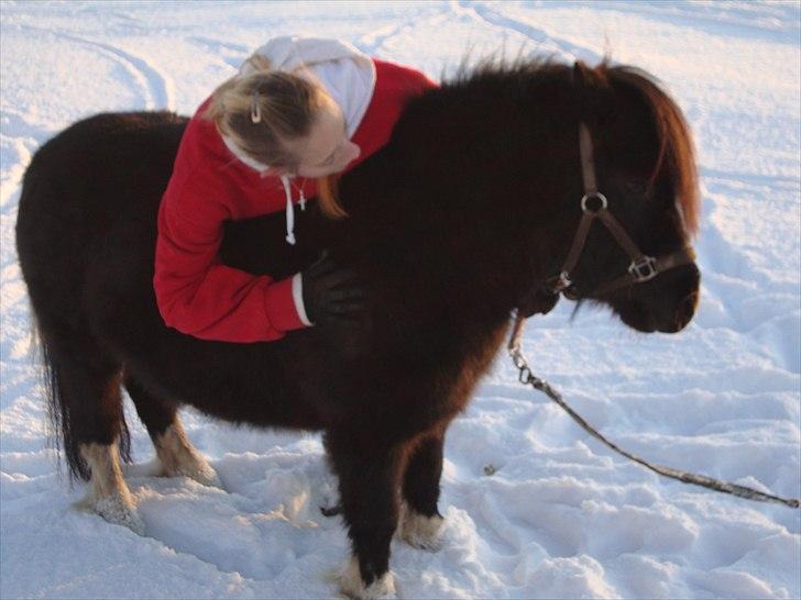 Shetlænder Thor (R.I.P) billede 5