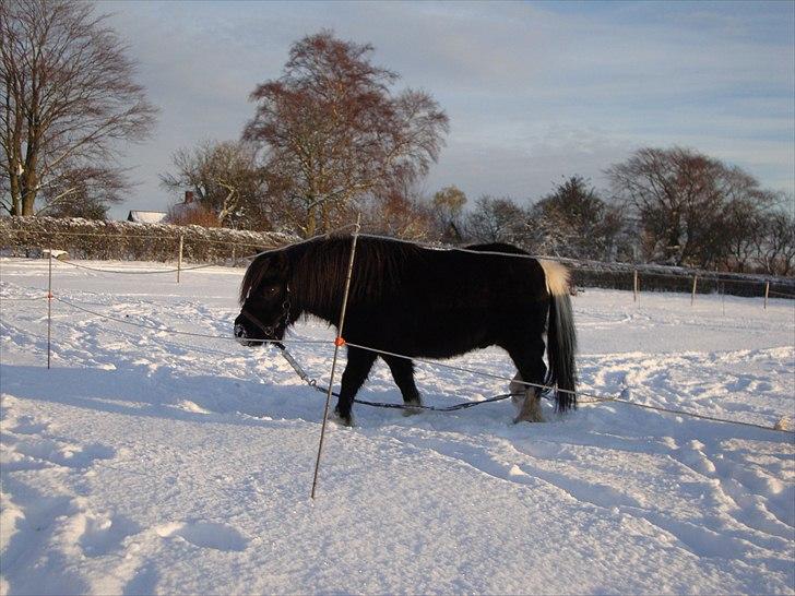 Shetlænder Thor (R.I.P) billede 6