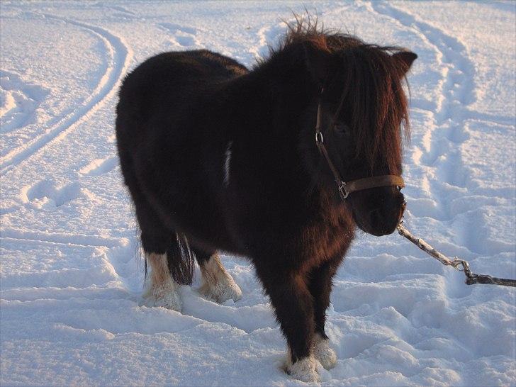 Shetlænder Thor (R.I.P) billede 7
