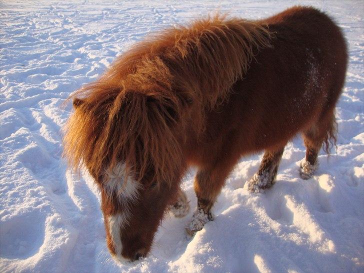 Anden særlig race Lille Terkel *Solgt* (R.I.P) billede 14