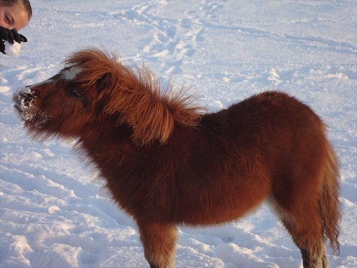 Anden særlig race Lille Terkel *Solgt* (R.I.P) billede 15