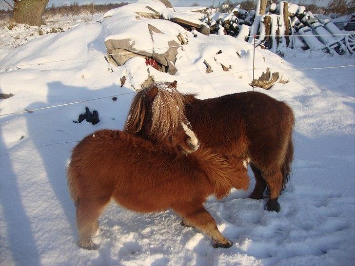 Anden særlig race Lille Terkel *Solgt* (R.I.P) billede 16