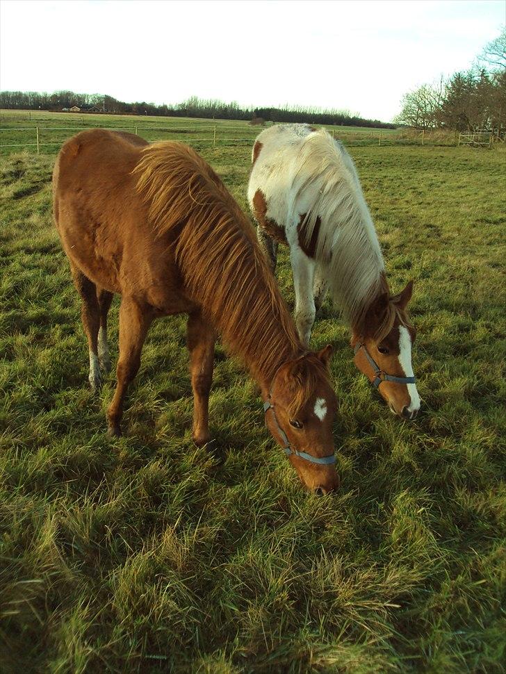 Anden særlig race Mon´Ami Yankee (Solgt) - Moni sammen med sin halvsøster Missya billede 4
