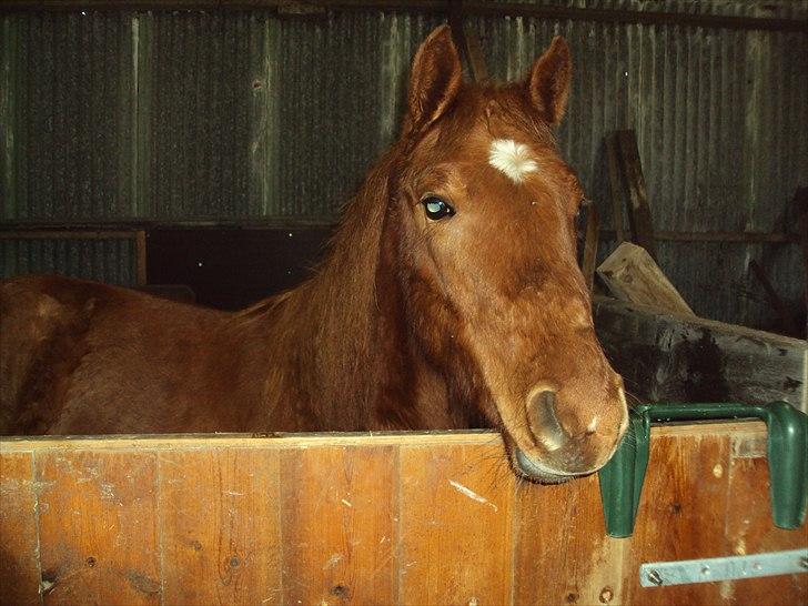 Anden særlig race Mon´Ami Yankee (Solgt) - Moni blev halt efter et spark og måtte stå inde et par dage... billede 17