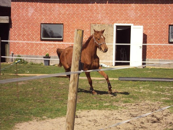 Anden særlig race Mon´Ami Yankee (Solgt) billede 12