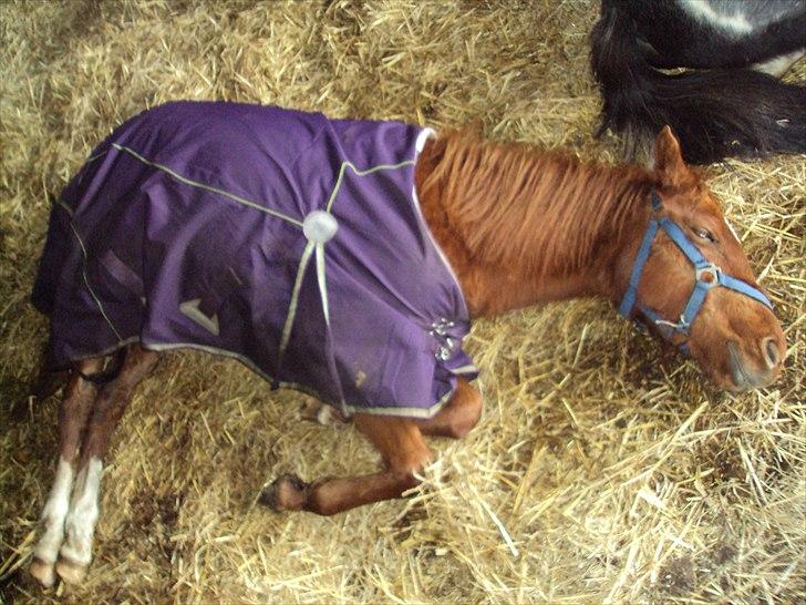 Anden særlig race Mon´Ami Yankee (Solgt) - Min meget trætte lille hypper billede 19