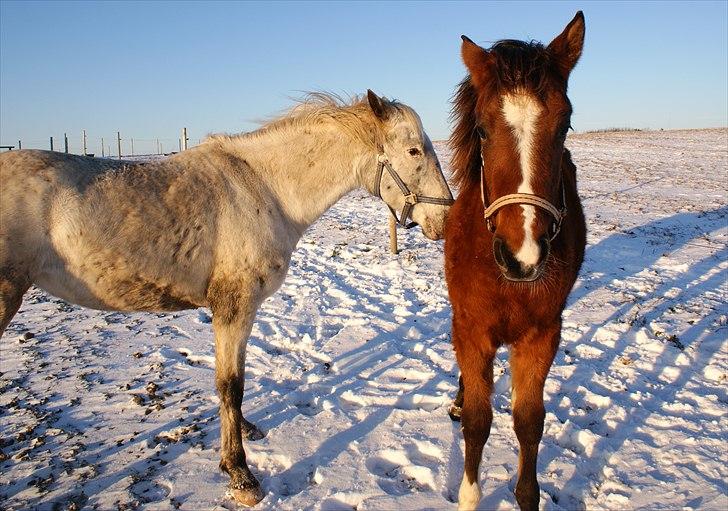 Knabstrupper Sartor´s Lucky Lady (solgt) - Det er godt at få varmet mulen når det er koldt. billede 15