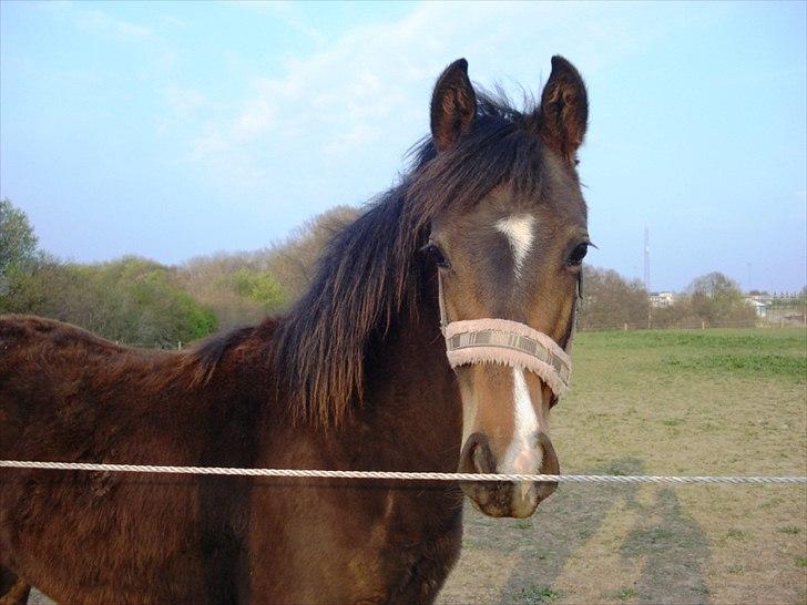 Anden særlig race Supremés My Lady - Påske 2011 - smukke :) billede 19