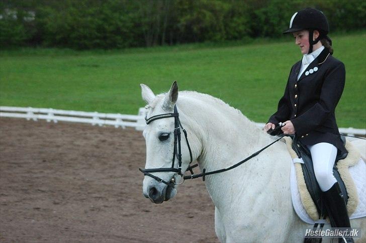 Anden særlig race Karlsbjerggårs´s Shadow A - Shadow. Foto Jannie billede 8