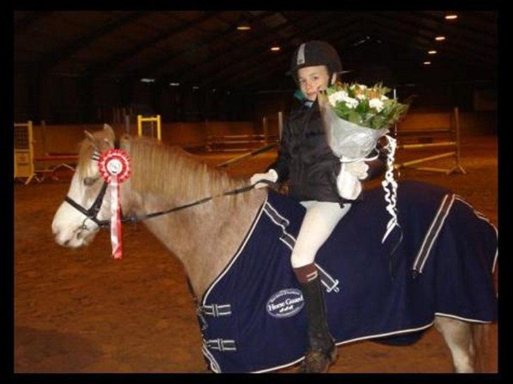 Welsh Mountain (sec A) Flying Lady - Rideskolemester :-D billede 3