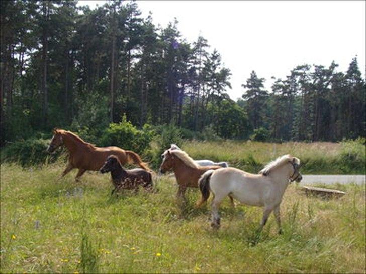 Fjordhest Sanne Nødager -Gl. Part- - Er lige kommet på sommergræs! Så kan man ikke se hun er en ældre dame ;) billede 8