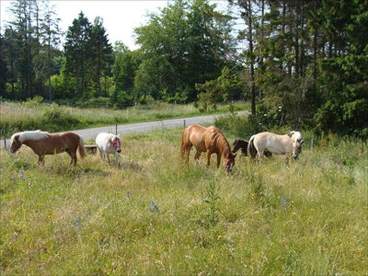 Fjordhest Sanne Nødager -Gl. Part- - Jubii! Stor græsmark i halvanden måned, uden forstyrrelser! billede 9