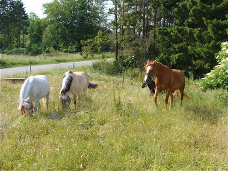 Fjordhest Sanne Nødager -Gl. Part- - Guf! =) billede 10