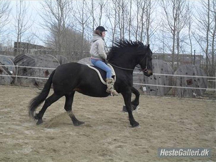 Frieser Lady( Rider nogengange)  billede 1