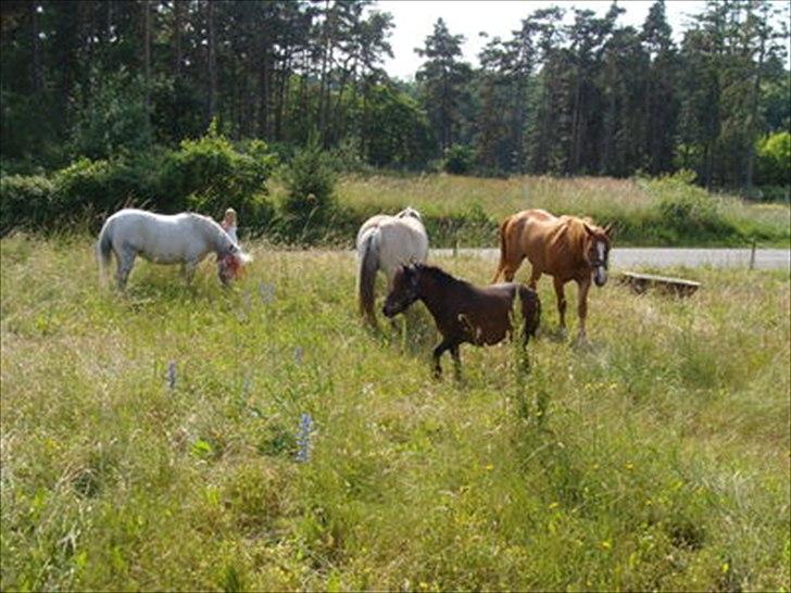 Fjordhest Sanne Nødager -Gl. Part- - Så må i gerne tage på ferie små mennesker. Jeg skal spise... =) billede 11