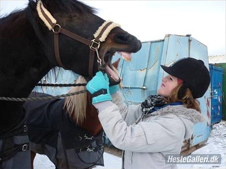 Frieser Lady( Rider nogengange)  billede 2