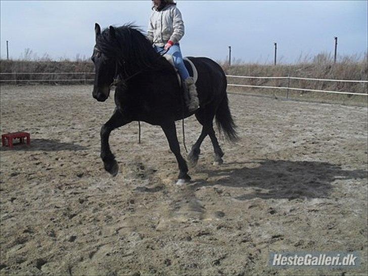 Frieser Lady( Rider nogengange)  billede 3