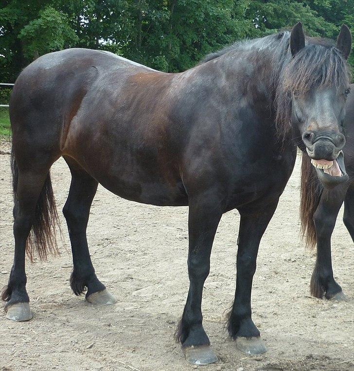 Frieser Lady( Rider nogengange)  billede 5