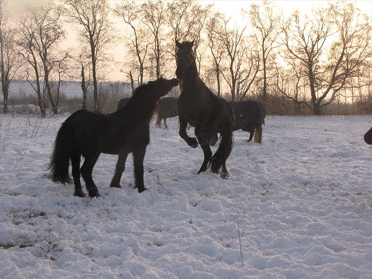 Frieser Cillias af Moltkenberg - eeeeelsker en god slåskamp :-) billede 14