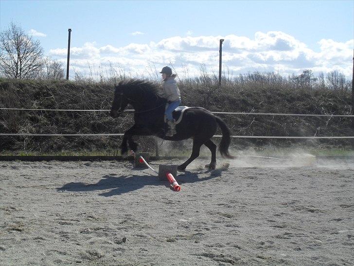 Frieser Lady( Rider nogengange)  billede 7