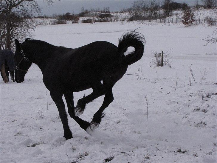 Frieser Cillias af Moltkenberg - Cillias brænder energi af... billede 15