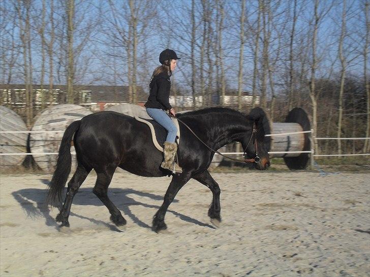 Frieser Lady( Rider nogengange)  billede 8