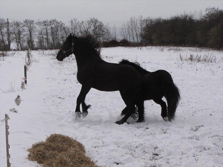Frieser Cillias af Moltkenberg billede 16