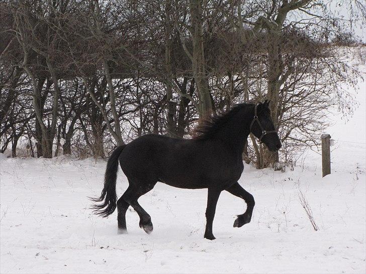 Frieser Cillias af Moltkenberg billede 17