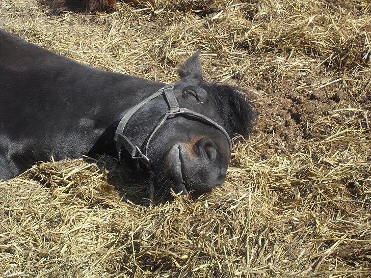 Frieser Lady( Rider nogengange)  billede 9