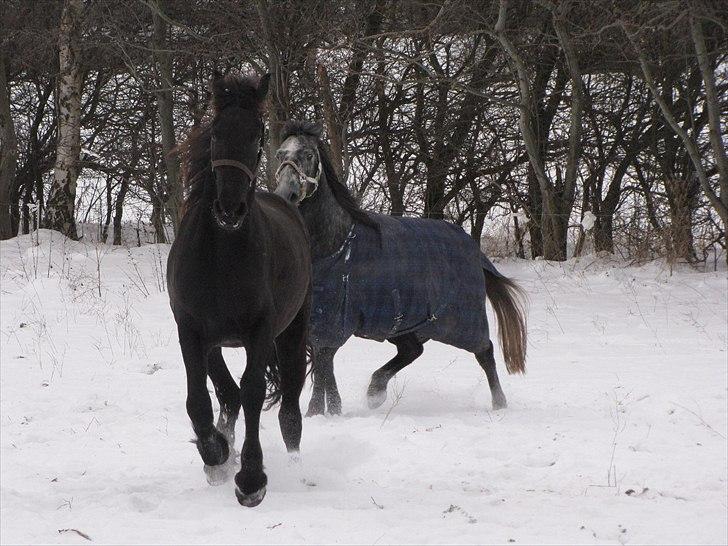 Frieser Cillias af Moltkenberg - De unge drenge leger i sneen :-) billede 18