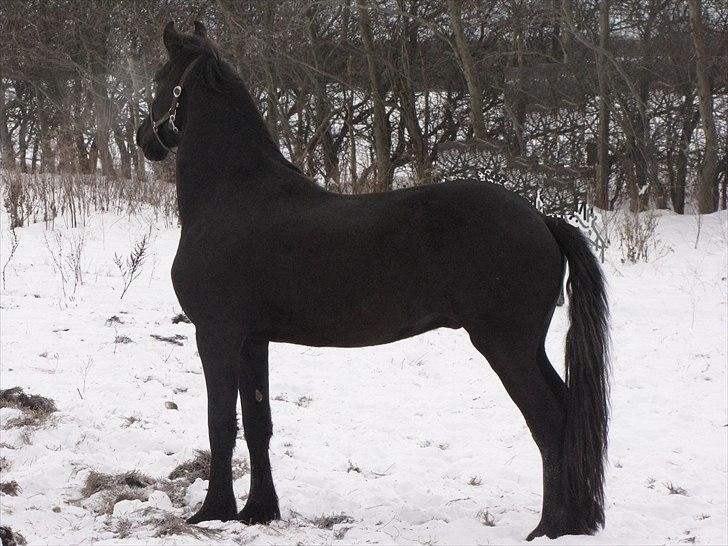 Frieser Cillias af Moltkenberg - Strike the pose :-)) billede 19