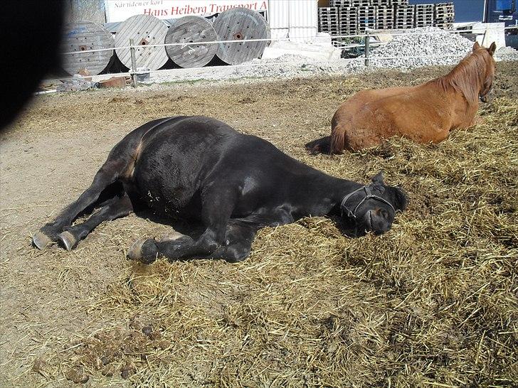 Frieser Lady( Rider nogengange)  billede 10