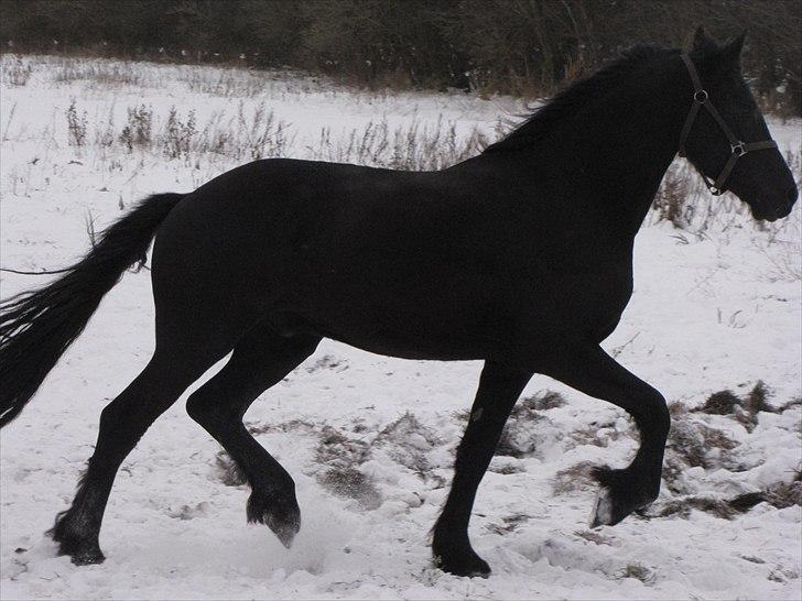Frieser Cillias af Moltkenberg - Mmmm smukke bevægelser... billede 20