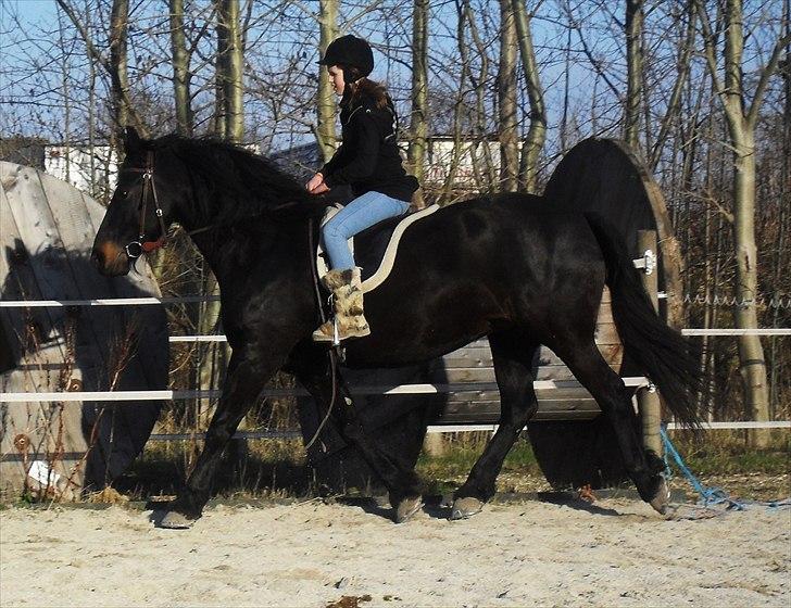 Frieser Lady( Rider nogengange)  billede 11