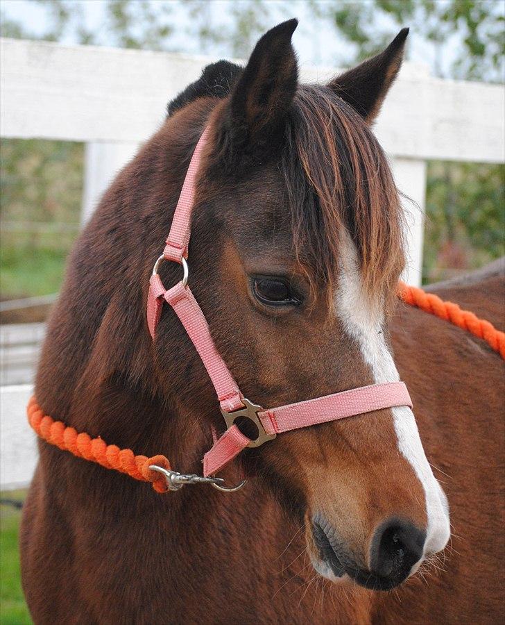Anden særlig race Sir Bob  - Velkommen til Sir Bob´s profil  billede 1