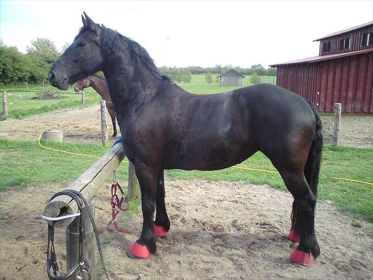 Frieser Tessa - Tesse med sin fine røde klokker :) billede 5